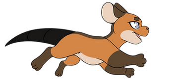 This kit is running very fast. It is orange with brown points, and a very dark tail. It has a look of determination. Such an ambitious little possum!